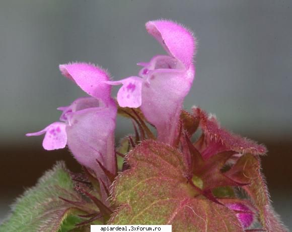 urzicuta planta este anuala. are inaltime 5-20 cm, rar 30. frunzele tinere culoare rosiatica, dar