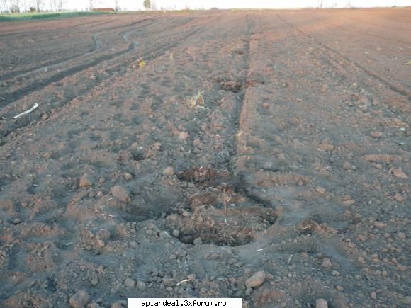 stupina mea din pentru omul sfinteste locul tot ieri plantat puieti salcam ambele laturi lungi din