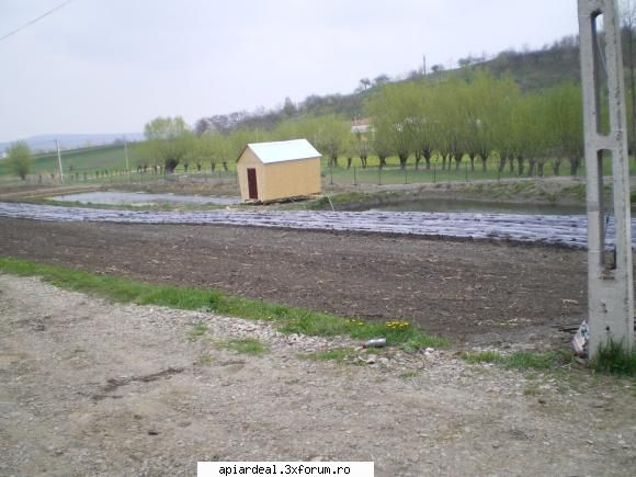 paulownia acesta este locul unde vreau fac pepiniera pentru arbori meliferi.