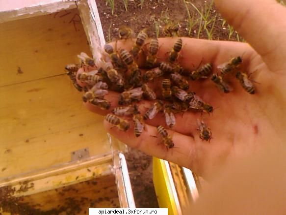 albinele mele dragi     stupi mei tre mai aduc familiisi salcam din rame fac  rame