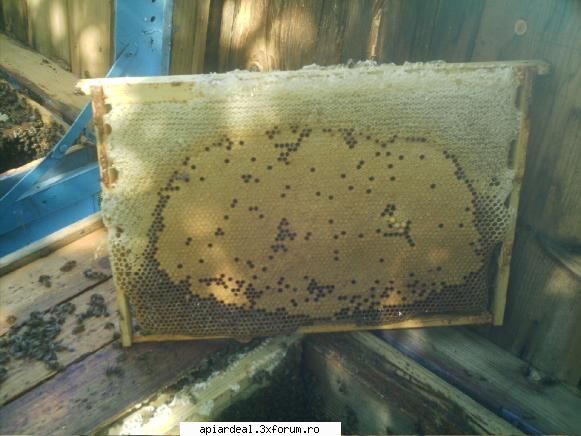 inmultire controlata timpul marelui cules adica celui salcam aproape toate albinele sunt fermecate