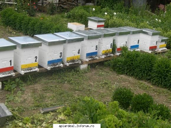 albine foarte agitate dupa mutare multe albine zbor