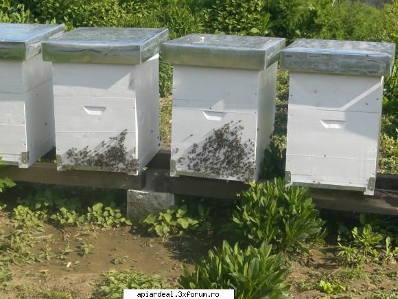 albine foarte agitate dupa mutare alta