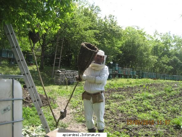 orban stefan jos scara dar prins albina cotului prima intepatura 2010