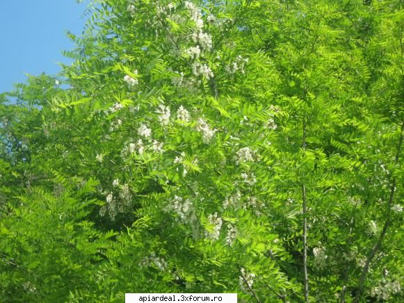 luna florilor pozele putea continua pot spun nici una din aceste flori nici urma vreo albina