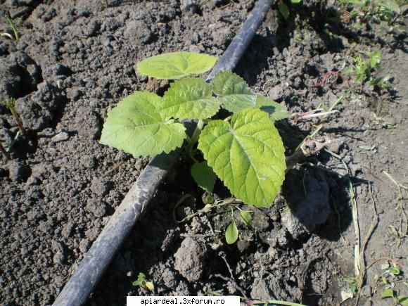 paulownia dupa saptamana paulownia