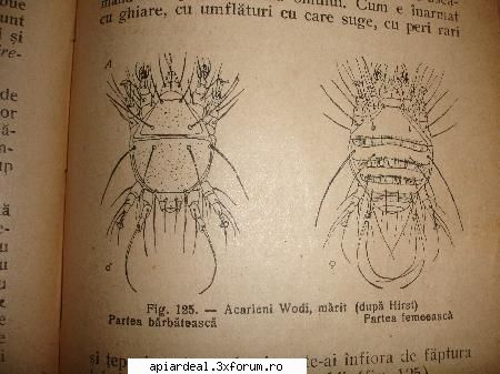 din istoria revistelor apicole acarian care mai spune nimic. oare mai exista?