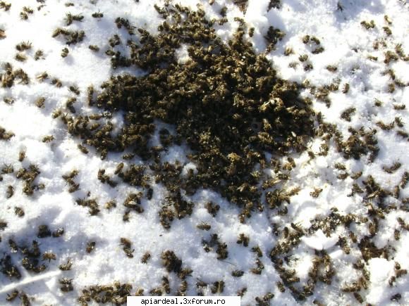 iarna din cauza frigului albinele sau mutat murit foamein partea stinga avut polistiren dela (gros