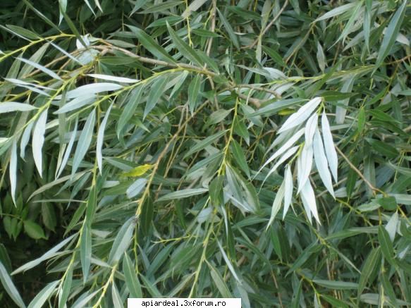 plante (imagini) salcia alba