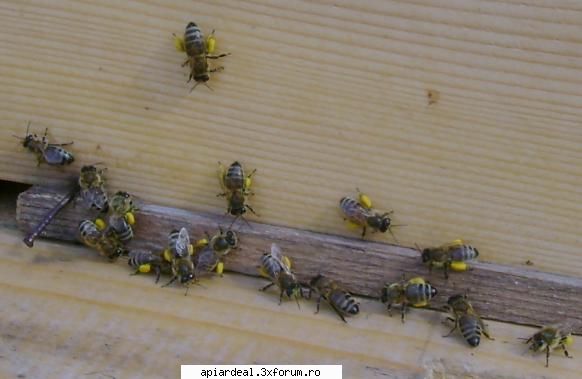 stupina mica din albine doar patru polen, inseamna 75% din lucratoare tare