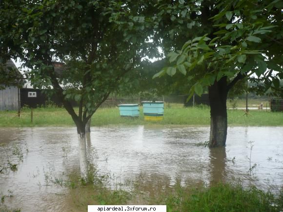 pe unde erau stupii a trecut viitura. am reusit sa ii mut la timp, numai unul a luat ceva apa la