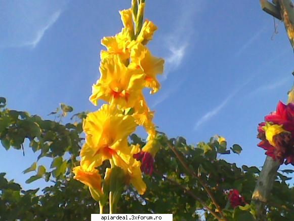 flori gladiola