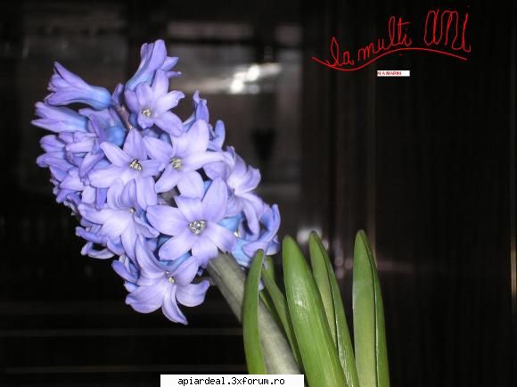 8 martie - Atentiuneeeeee.......!!!!!! Pentru toate femeili - AICI PUTETI POSTA ORICE...