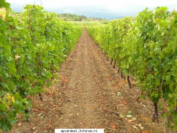 APIMONDIA 2009 Franta - Dar cu viile m-au spart - INTALNIRI