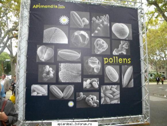 APIMONDIA 2009 Franta - Ati mai vazut asa polen ? - INTALNIRI
