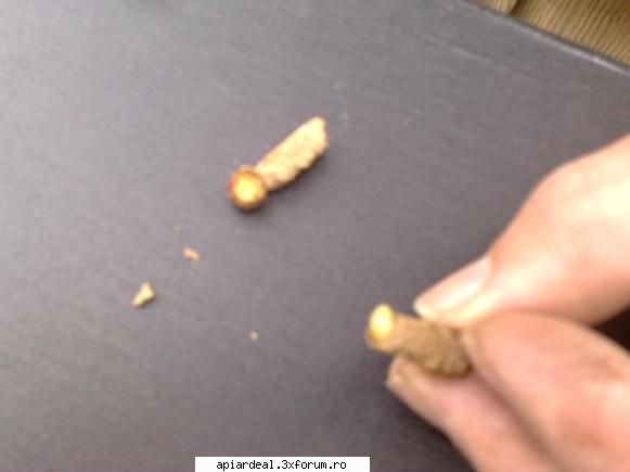 Albina salbatica - In mana se vede larva din acea celula. Din pacate - STIATI CA...?