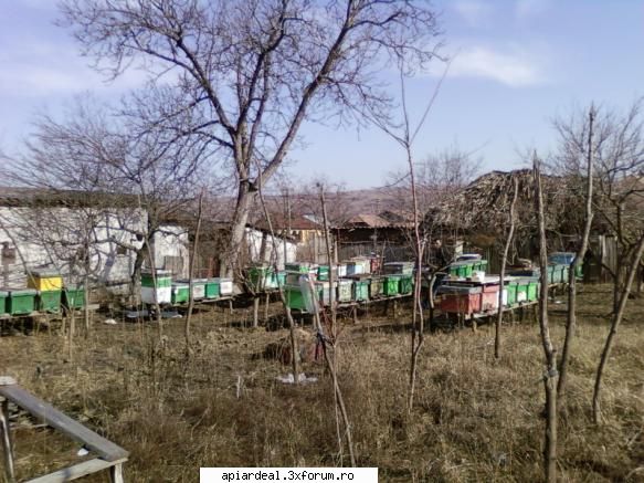 Amplasarea stupilor pe vatra in stationar - In pastoral incerc pe cat posibil sa-i pun - STUPARIT STATIONAR
