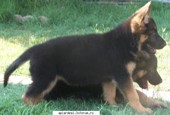 AndreiRN - Dou ani am avut si Golden Retriever dar ...... nu - Hobby-uri