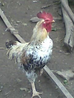 Anunt - orbanstefan64 - AICI PUTETI POSTA ORICE...