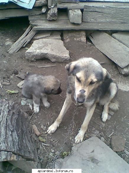 Anunt - na atunci nu e el da asta? - AICI PUTETI POSTA ORICE...