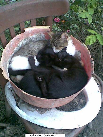 Anunt - na daca nici dintre astia nu E inseamna ca nu i - AICI PUTETI POSTA ORICE...