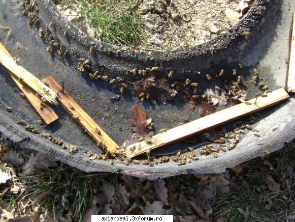 Apa in prisaca - simplu tata , la cauciuc - INTRETINEREA ALBINELOR