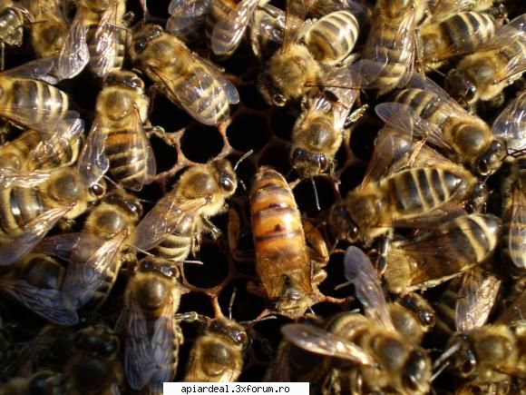 Apis Mellifera Carpatica - Valter,daca corciturile dau randament mai mare - REGINE