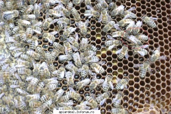 salutare, apis mellifera carpatica