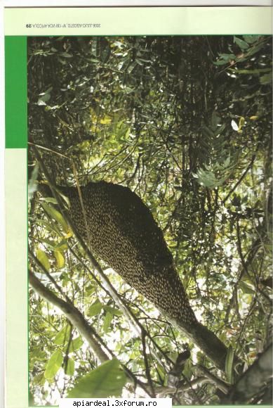 Apis dorsata - abeja - REGINE