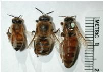 Apis mellifera iberica - Aceasta este apis mellifera iberica,des folosita - REGINE