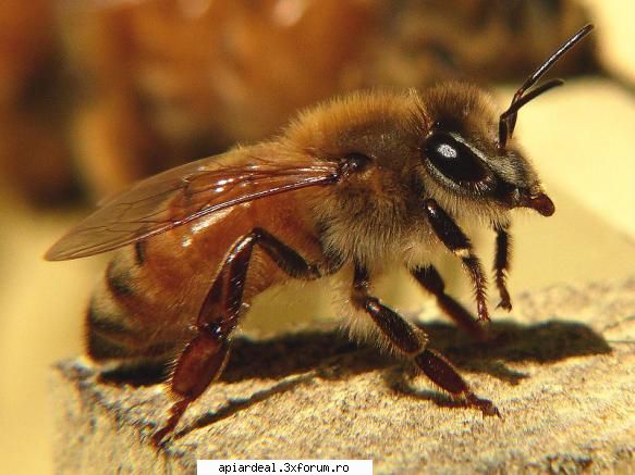lucratoare din rasa italiana apis mellifera ligustica