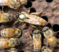 Apis mellifera ligustica - regina Apis Ligustica - REGINE