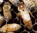 Apis mellifera ligustica - Albina Italiana Cordovan In afara de albina - REGINE