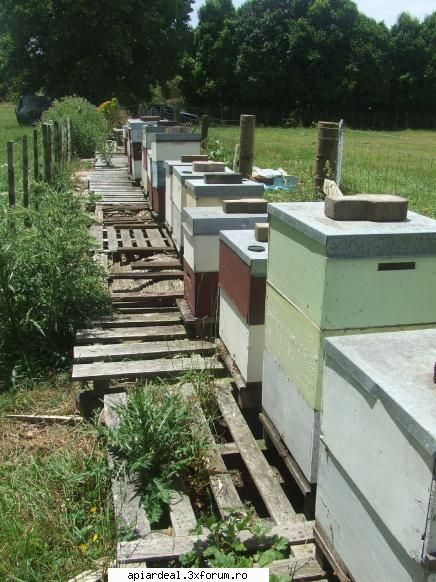 Apis mellifera ligustica - Eu mai am grija si de albinele altora(niste - REGINE