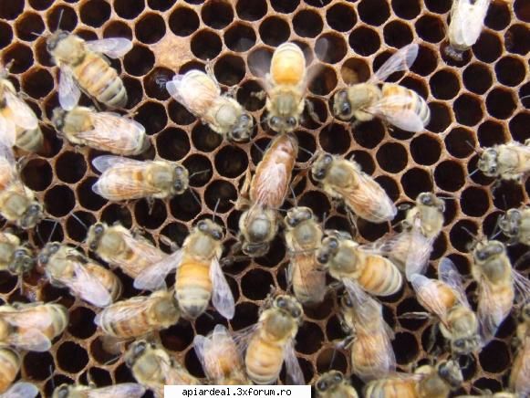 Apis mellifera ligustica - La mine in ultimele 2 luni sau inmultit bine nr - REGINE