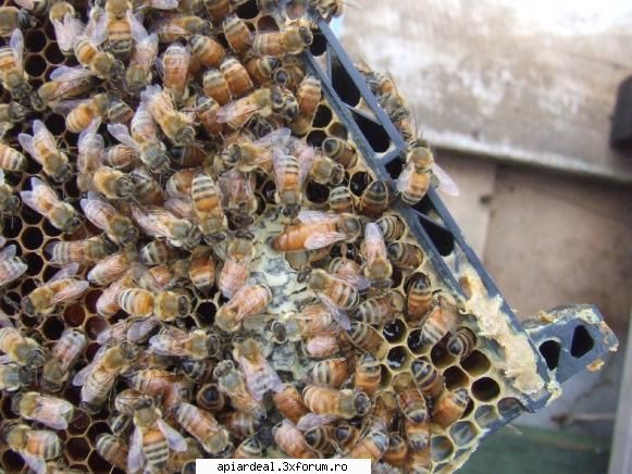 Apis mellifera ligustica - Eu as spune ca este italliana cordovan dar - REGINE