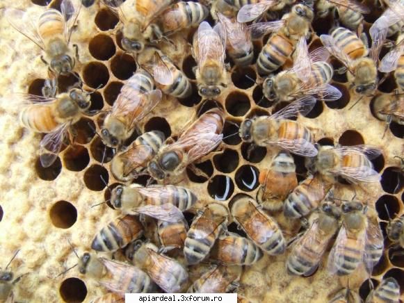 Apis mellifera ligustica - Apoi mai am inca vreo 3 feluri. Asta estre o - REGINE