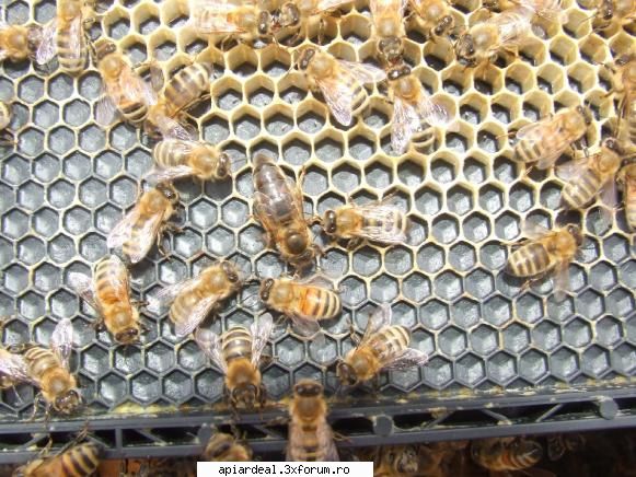 Apis mellifera ligustica - Asta e o alta frumusete.Dungi inchise si deschise - REGINE
