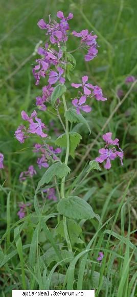argintii lui iuda (nume stiintific lunaria annua) este o planta intalnita si in tara noastra, bine