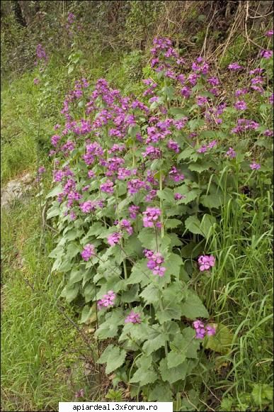 Argintii lui Iuda - LUNARIA ANNUA Are ca denumiri populare: iarba - PLANTE MELIFERE