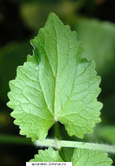 lunaria annua este o planta bienala, contrar numelui (annua). de fapt planta se seamana in august ,