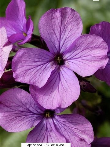 Argintii lui Iuda - Florile pot fide obicei violete cu nuante mai - PLANTE MELIFERE