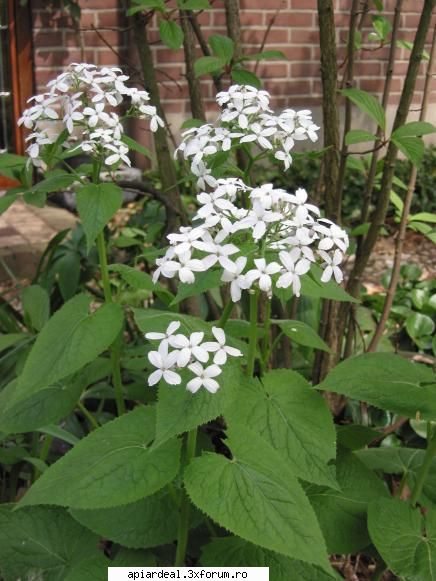 Argintii lui Iuda - Desi L.Annua si L. Rediviva au multe asemanari - PLANTE MELIFERE