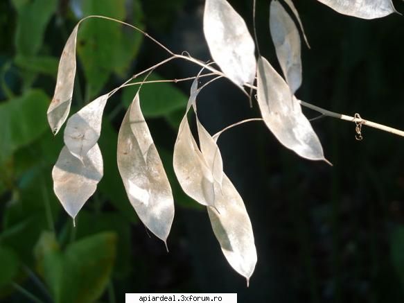 Argintii lui Iuda - Fructe de Lunaria Rediviva. Sunt de 3,5-9 cm - PLANTE MELIFERE