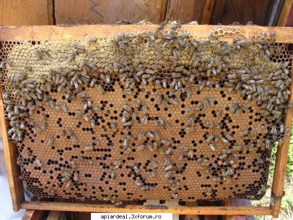 Beees - iată ce vă mai pot da: o ramă de - ACESTIA SUNTEM NOI