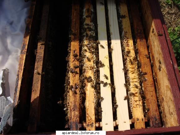Beees - un roi mai slab, din iunie cu botcă de roire - ACESTIA SUNTEM NOI