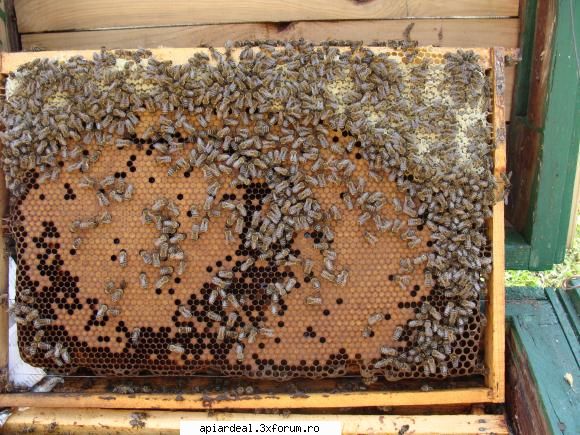 Beees - Beees - ACESTIA SUNTEM NOI