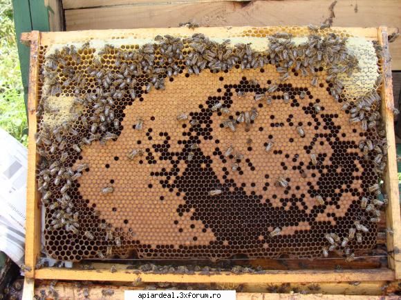 Beees - Beees - ACESTIA SUNTEM NOI