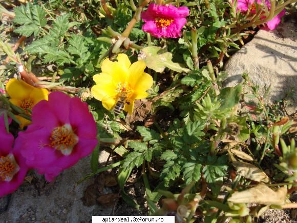 Beees - floare de piatră - ACESTIA SUNTEM NOI