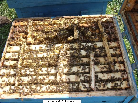 Beees - roi artificial, făcut doar cu ramă cu - ACESTIA SUNTEM NOI